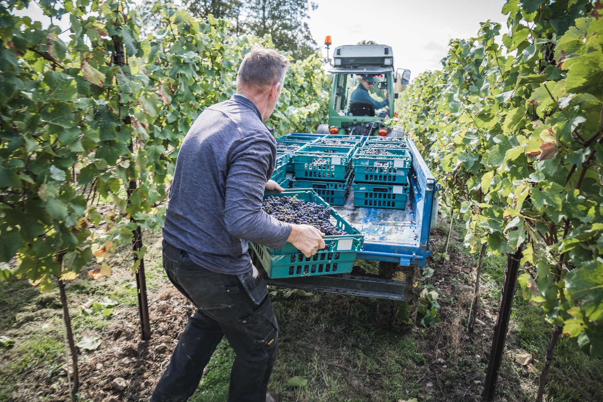 English wine 2025: Harvest two weeks early as vintage year unfolds