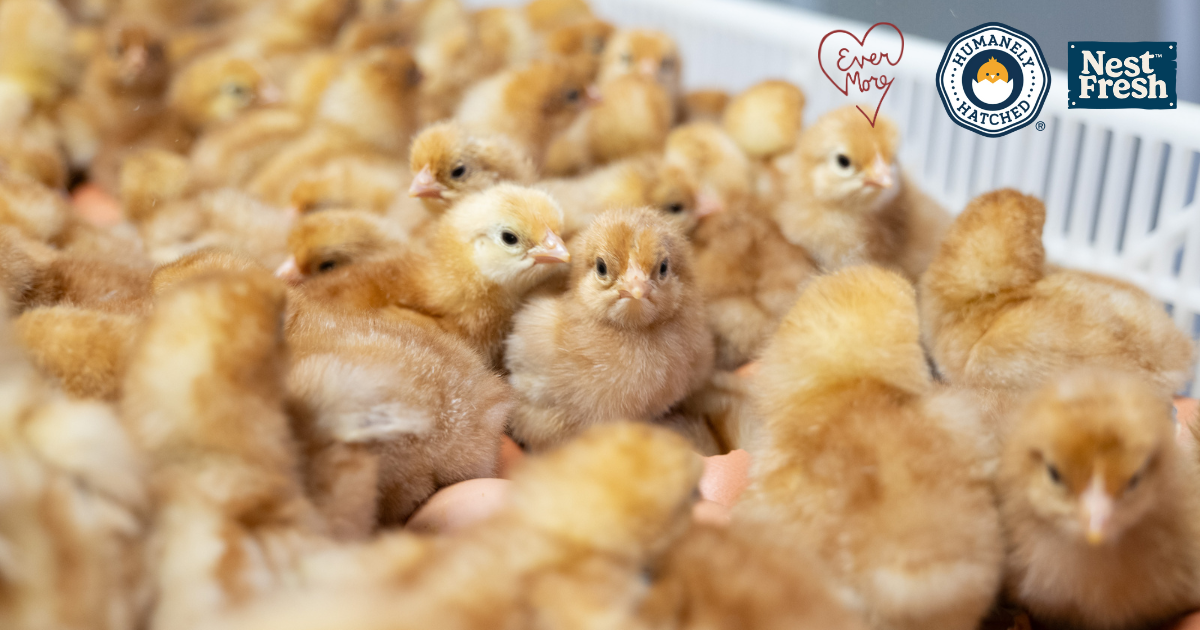 Evermore Pet Food Announces Industry-First Humanely HatchedTM Egg Commitment