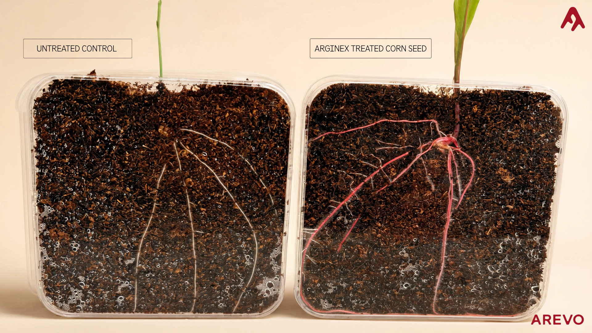 Arevo Arginex Corn proven to deliver up to 4.3% more grain yield with 30% less nitrogen fertiliser in independent trials across Europe and South America
